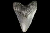 Fossil Megalodon Tooth - Georgia #76461-2